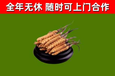 卡若回收散虫草
