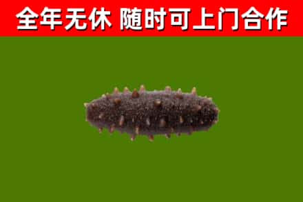 卡若回收海参干
